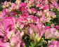 Imperial Thai Delight Bougainvillea Tree - Live Plant in a 10 Inch Grower&
