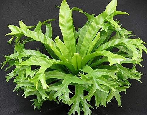 birds nest fern no windows Crissie Bird's Nest Fern - Live Plants in 4 Inch Pots - Asplenium Nidus