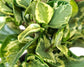 Peperomia Marble - Live Plant in a 4 Inch Pot - Peperomia Obtusifolia &