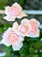New Dawn Rose Bush - Live Starter Plants in 4 Inch Pots - Beautiful Roses from Florida - A Timeless Classic Ornamental Rose
