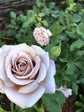 Koko Loko Rose Bush - Live Starter Plants in 4 Inch Pots - Beautiful Roses from Florida - A Stunningly Beautiful Ornamental Rose