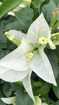 White Bougainvillea - Live Plant in a 3 Gallon Pot - Beautiful and Vibrant Flowering Shrub
