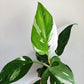 Enchanting White Princess Philodendron - Live Starter Plant in a 4 Inch Pot - Philodendron Erubescens White Princess - Extremely Rare and Beautiful Indoor Houseplant