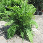 Macho Fern - Live Plants in 4 Inch Pots - Nephrolepsis Biserrta &