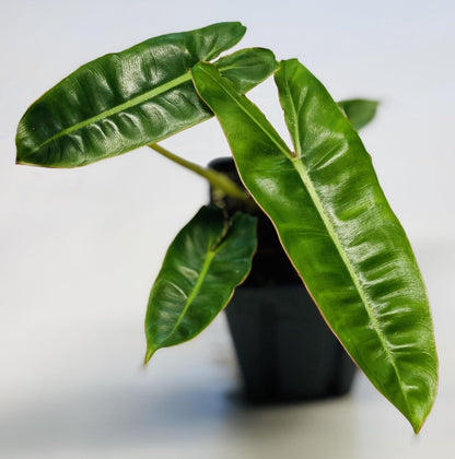Philodendron - Live Plants in 4 Inch Pots - Extremely Rare and Beautiful Indoor Houseplant - A Rare Tropical Masterpiece