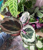 Calathea Shinestar - Live Plant in a 6 Inch Pot - Calathea Roseopicta ‘Shinestar’ - Extremely Rare Indoor Houseplant