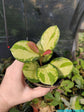 Hoya - Live Plant in a 2 Inch Pot - Indoor Houseplants Straight from The Nursery