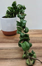 Hoya - Live Plant in a 2 Inch Pot - Indoor Houseplants Straight from The Nursery