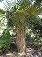 Old Man Palm - Live Plants in 4 Inch Pots - Coccothrinax Crinita - Extremely Rare and Unusual Ornamental Palms of Florida