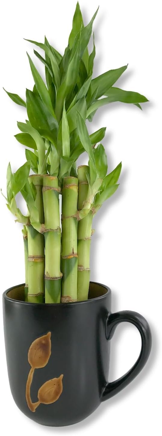 lucky bamboo straight stalks Lucky Indoor Bamboo - Live Plants - Ships Bare Root - 5-Pack of 8 Inch Straight Stalks