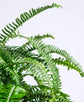 Australian Sword Kimberly Queen Fern - Live Plants in 6 Inch Pots - Nephrolepis Obliterata - Wind Tolerant Herbaceous Fern