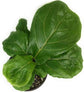 Ficus Tree - Live Starter Plants in 2 Inch Pots - Stunning Easy Care Interior Houseplant