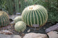 Golden Barrel Cactus - Live Plant in a 6 Inch Pot - Echinocactus Grusonii - Beautiful and Unique Cactus Succulent