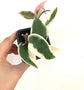 Hoya Krimson Queen Hanging Basket - Live Plant in a 6 Inch Pot - Hoya Carnosa &