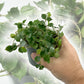 Hoya Curtisii - Live Plants in 4 Inch Pots - Hoya Carnosa &