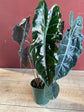 Alocasia - 4 Live Starter Plants in 2 Inch Pots - Alocasia - Florist Quality Air Purifying Indoor Plant - Nature&