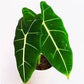 Alocasia - 4 Live Starter Plants in 2 Inch Pots - Alocasia - Florist Quality Air Purifying Indoor Plant - Nature&