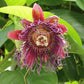 Tropical Fruit Variety Pack - 4 Live Exotic Starter Plants - One Each of Passion Fruit, Fig Tree, Dragon Fruit, and Pineapple - Starter Plants for Your Edible Garden
