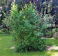 Everbearing Mulberry Tree - 2 Live Tissue Culture Starter Plants - Edible Fruit Tree for The Patio and Garden