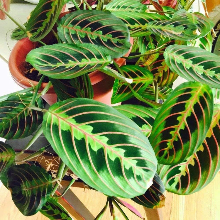 maranta plant air purifier Red Maranta Prayer Plant - Live Plant in a 4 Inch Pot
