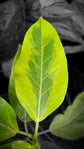 Yellow Gem Ficus Bush - Live Plant in a 10 Inch Pot - Ficus Elastica &