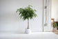 Ficus Alii Braid Tree - Live Plant in a 10 Inch Pot - Ficus Binnendiijkii &