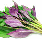 Okinawa Spinach - Live Starter Plants - Gynura Crepioides - Grow Your Own Vegetables and Fruit in The Garden or Patio