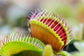 Carnivorous Tropical Plants - Live Starter Plants in 2 Inch Pots - Beautiful Easy Care Indoor Tropical Carnivorous Plants