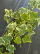 Golden English Ivy - Live Plants in 3 Inch Pots - Hedera Helix - Beautiful Easy Care Indoor Air Purifying Houseplant Vine