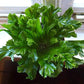 Leslie Crested Japanese Birdsnest Fern - 3 Live Plants in 4 Inch Pots - Asplenium Antiquum - Beautiful Clean Air Indoor Houseplant Fern