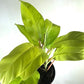 Philodendron Lemon Lime - Live Plant in a 4 Inch Growers Pot - Philodendron Hederaceum Lemon Lime - Strikingly Beautiful Indoor Air Purifying Houseplant