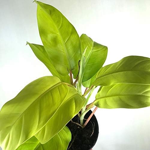 4 philodendron lemon Wekiva Foliage Philodendron Lemon Lime-Live Plant in a 4 Inch Growers Pot-Philodendron Hederaceum Lemon Lime-Houseplant