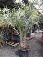 Seashore Palm - Live Plant in a 4 Inch Pot - Allagoptera Arenaria - Extremely Rare Ornamental Palms of Florida