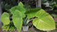 Colocasia Elephant Ear Plant - 4 Live Starter Plants - Colocasia Esculenta - Beautiful Large Leaf Foliage Starter Multipack