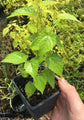 Dwarf Everbearing Mulberry Tree - Live Starter Plants in 2 Inch Pots - Edible Fruit Tree for The Patio and Garden