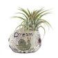 Zen Harmony Air Plant Set - Live Air Plants in Decorative Pots - Hope | Dream | Imagine - Cactus | Succulent | Air Plant - A Symbol of Serenity and Natural Beauty (3 Pack)