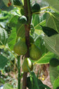 Lattarula Italian Honey Fig Tree - Live Starter Plants - Ficus Carica - Edible Fruit Tree for The Patio and Garden