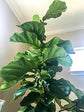 Ficus Tree - Live Starter Plants in 2 Inch Pots - Stunning Easy Care Interior Houseplant