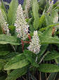 Thai Ginger - Live Starter Plants - Alpinia Greater Galangal - Grow Your Own Vegetables and Fruit in The Garden or Patio