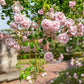 New Dawn Rose Bush - Live Starter Plants in 4 Inch Pots - Beautiful Roses from Florida - A Timeless Classic Ornamental Rose