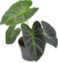 Colocasia Elephant Ear Plant - 4 Live Starter Plants - Colocasia Esculenta - Beautiful Large Leaf Foliage Starter Multipack