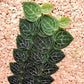 Rhaphidophora Cryptantha Shingle Plant - Live Plant in a 4 Inch Pot - Rhaphidophora Cryptantha - Extremely Rare and Beautiful Vining Indoor Houseplant - Air Purifying
