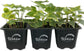 Golden English Ivy - Live Plants in 3 Inch Pots - Hedera Helix - Beautiful Easy Care Indoor Air Purifying Houseplant Vine