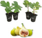 Fig Tree - 4 Live Starter Plants - Ficus Carica - Edible Fruit Tree for The Patio and Garden