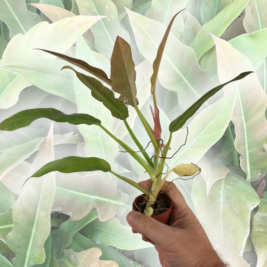 Philodendron Ring of Fire - Live Starter Plants in 2 Inch Pots - Exotic and Rare Indoor Houseplant - A Kaleidoscope of Colors