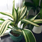 Variegated Cast Iron Plant - Live Plant in a 10 Inch Pot - Aspidistra Elatior - Beautiful Florist Quality Indoor or Outdoor Plant
