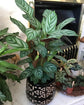 Calathea Prayer Plant - Live Plant in a 2 Inch Pot - Starter Plants - Beautiful and Elegant Easy Care Indoor Houseplants from The Nursery