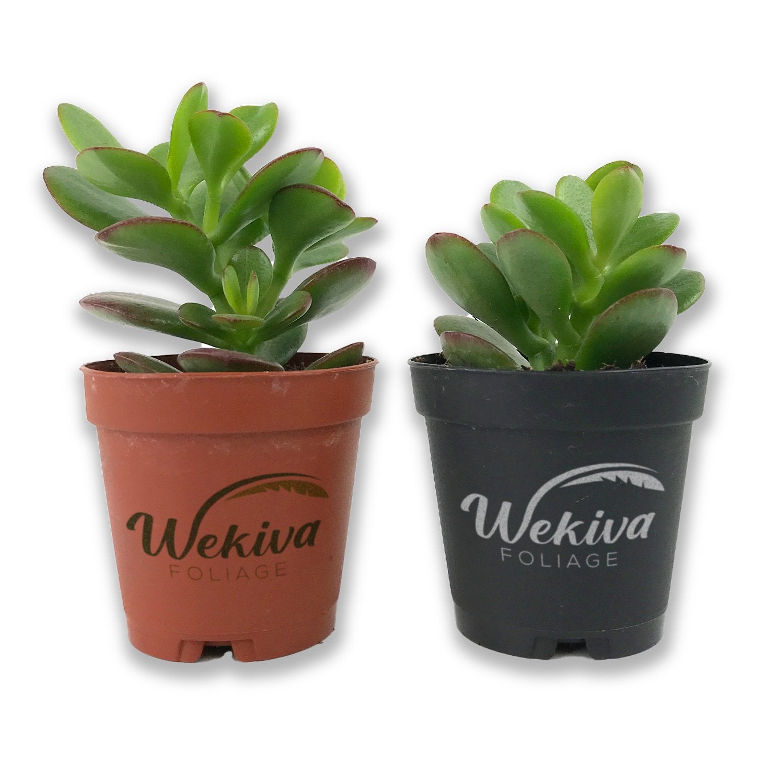 jade mini plant Mini Leaf Jade Plant - Live Starter Plants in 2 Inch Pots - Portulacaria Afra