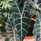 Alocasia - 4 Live Starter Plants in 2 Inch Pots - Alocasia - Florist Quality Air Purifying Indoor Plant - Nature&
