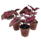 Red Kiss Begonia - Live Starters in 2 Inch Pots - Begonia Rex &